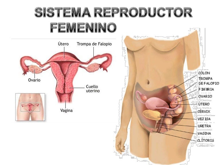 Partes del aparato reproductor masculino internas y externas
